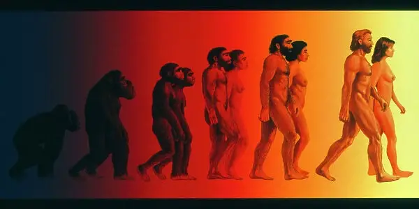 human evolution
